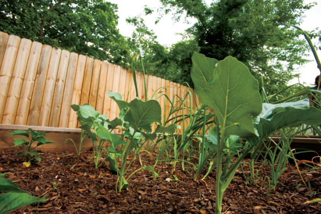 broccoli plants grow in a spring garden