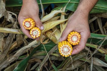 Jeff Kirwan holds a split ear of corn that was damaged during a storm, left, and a normal ear at his farm near New Windsor.