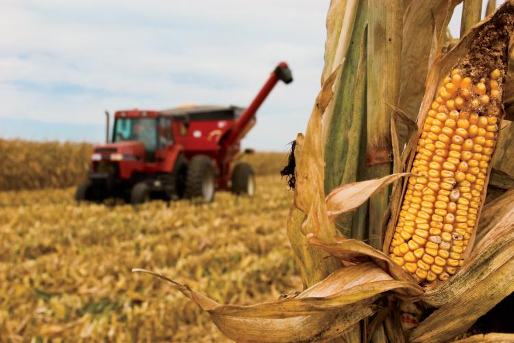 Corn harvest in Illinois - September