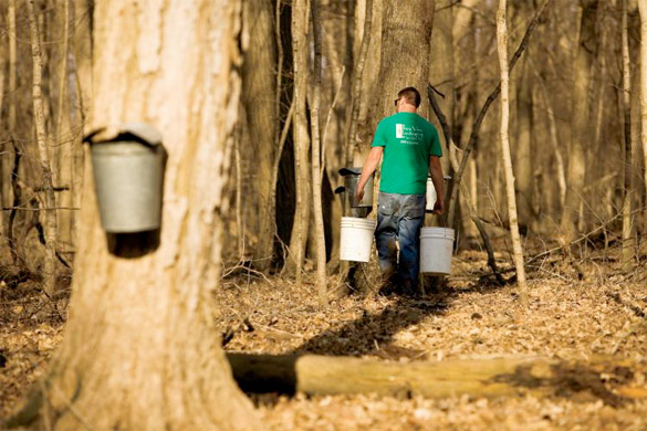 Funk Farm Brings Maple Syrup From Tree to Tabletop