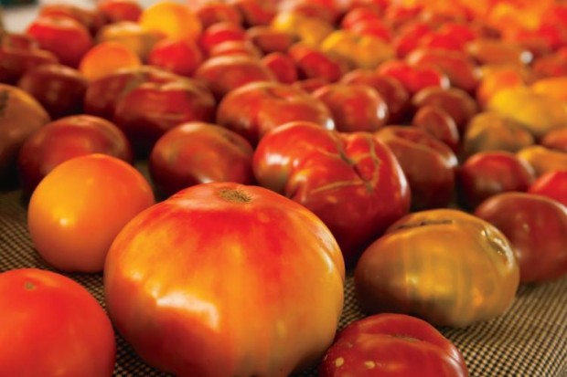 Tomatoes at Springfield Farmers Market