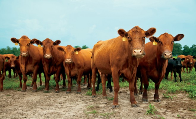 Farm Focus: Beef