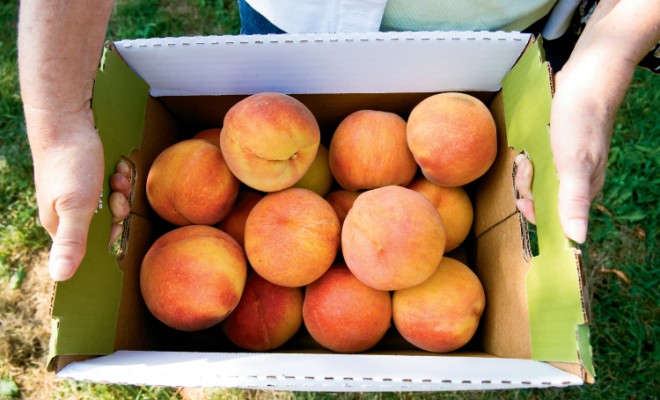 Illinois Fruit Calendar: Ripe and Ready for Summer