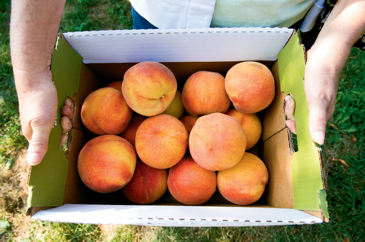 Peaches at Eckert's Country Store and Farms