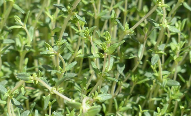 A Brief History of Thyme (and How to Grow It)