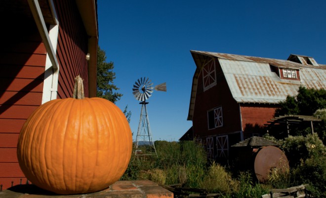 Picking Pumpkins: Discover Illinois Pumpkin Patches and Festivals