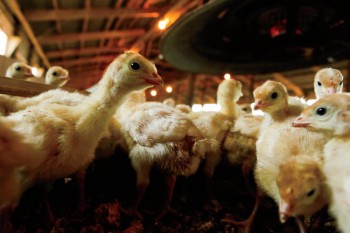 HoKa Turkeys: Howard Kauffman Turkey Farm, baby turkey