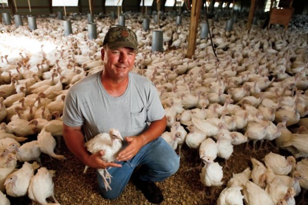 HoKa Turkeys: Howard Kauffman Turkey Farm, Baby turkey