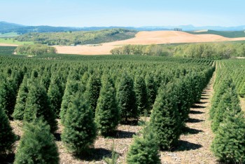 Christmas Tree Facts