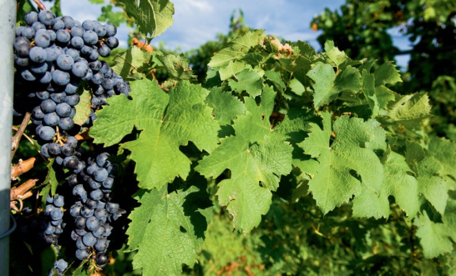 Farm Focus: Wineries
