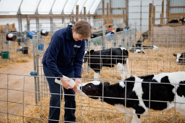 Linda Drendel feeds a calf at her dairy farm in Hampshire, Illinois