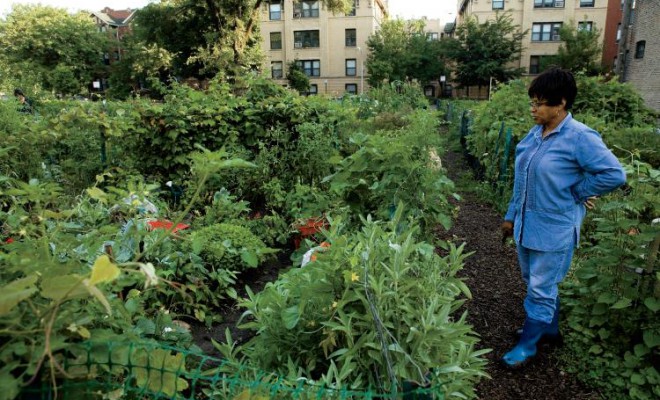 Chicago Neighborhood Gardens Grow Veggies, Community Spirit