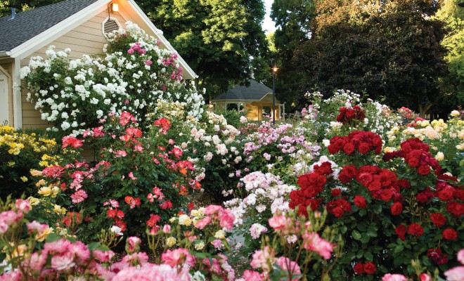 How to Grow a Modern-Day Cottage Garden