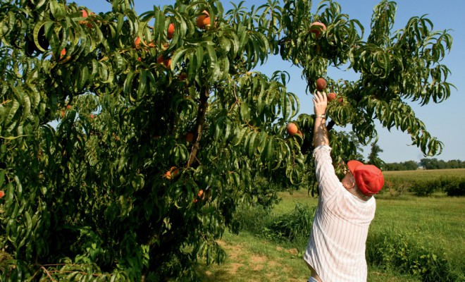 Fruit Trees: Which Varieties Grow Well in Illinois?