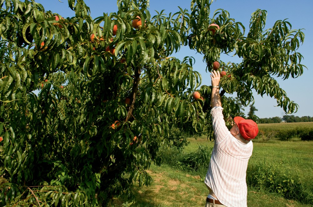 Fruit trees for the midwest