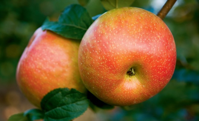 Farm Facts: Apples