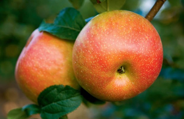 Apple Facts and Recipes for the Fall Harvest