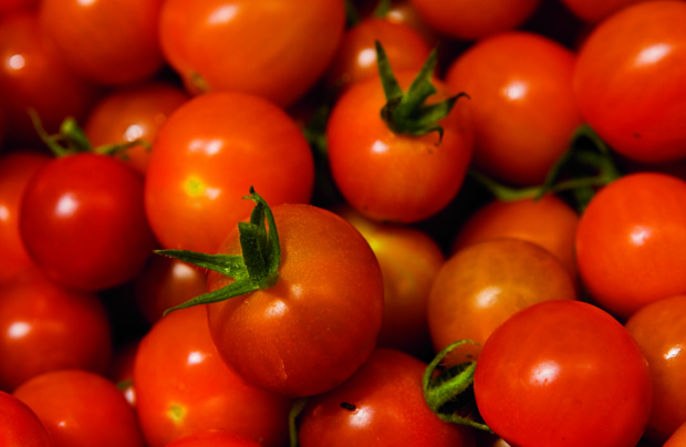 Retiree Grows 600 Tomatoes