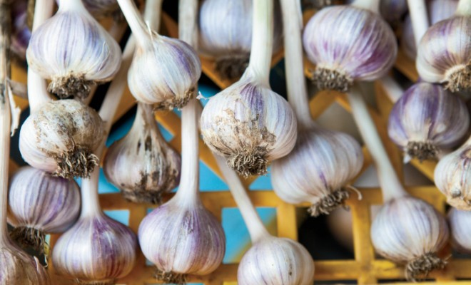 Farm Focus: Garlic