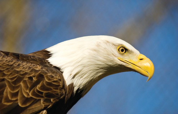 Eagle Watching at Starved Rock State Park in Utica