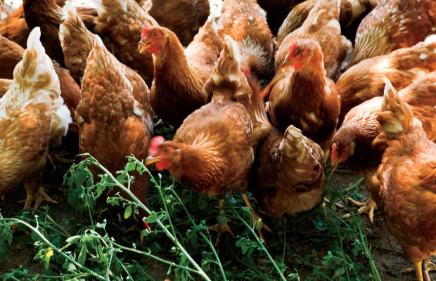 Raising Poultry Produces Golden Moments