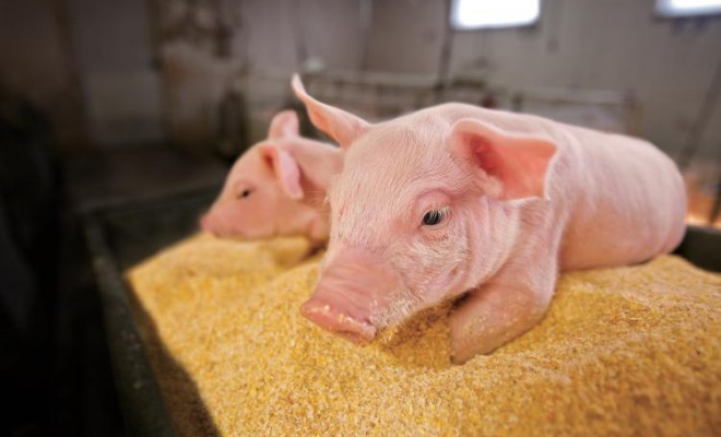 Pigs Receive Extra TLC at Gould Family Farm