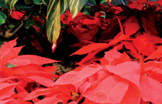 Candlelight Walk and Poinsettia Show in Peoria