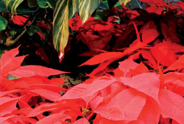 Luthy Botanical Gardens Candlelight Walk and Poinsettia Show