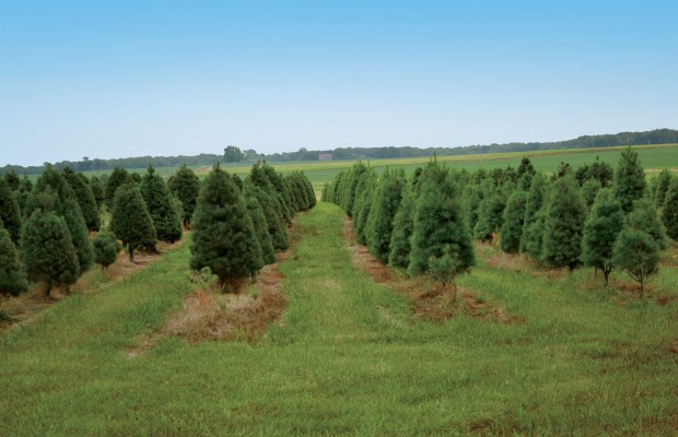 Fine Pines at Shenandoah Christmas Tree Farm