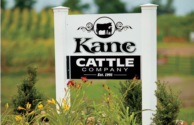 Kane Cattle