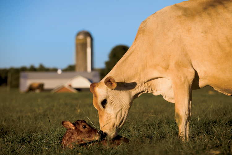 Cow cleans off her newborn calf