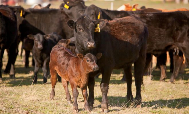 Farm Facts: Animal Farming