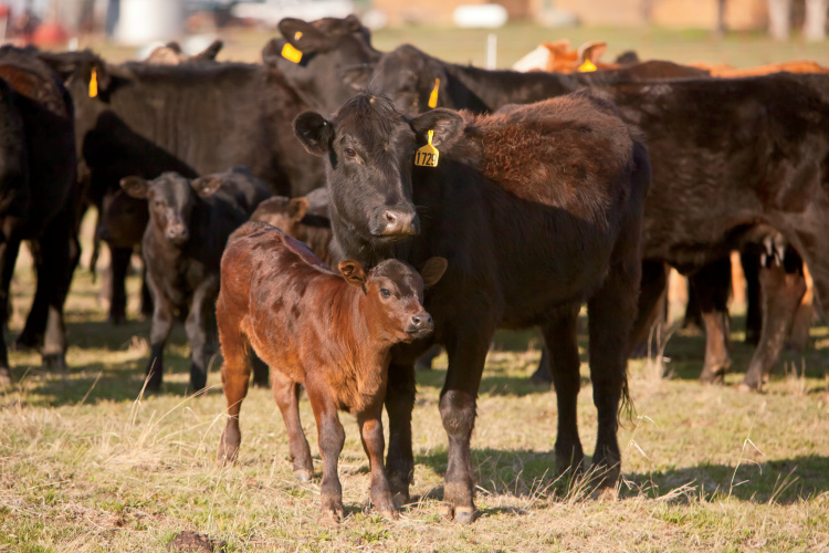 Beef Cattle and calves