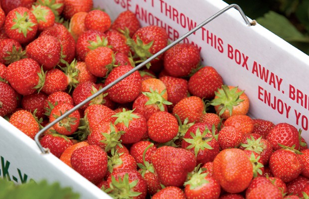 crate of fresh strawberries