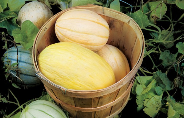 melons in basket