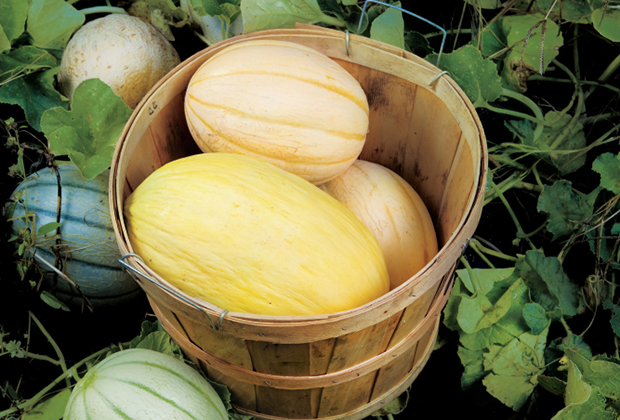 Farm Facts: Melons