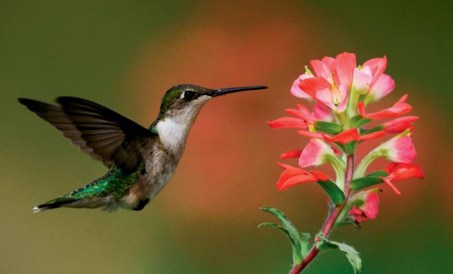 A Haven for Hummingbirds