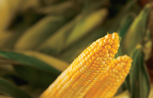 Farm Focus: Field Corn