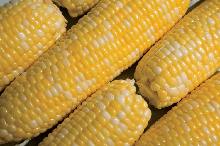 field corn facts