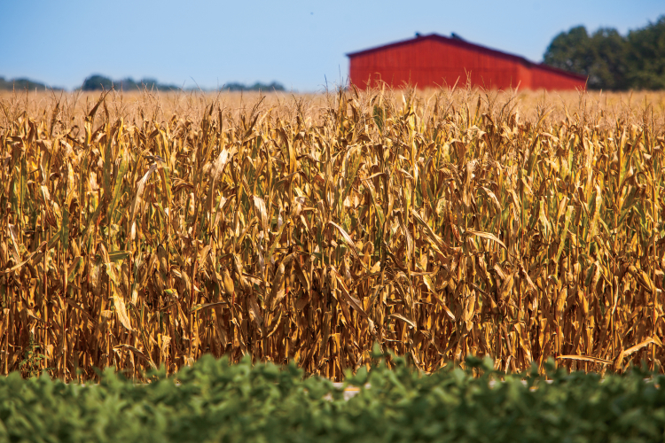 field corn facts