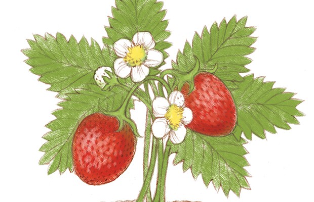 Farm Facts About Strawberries