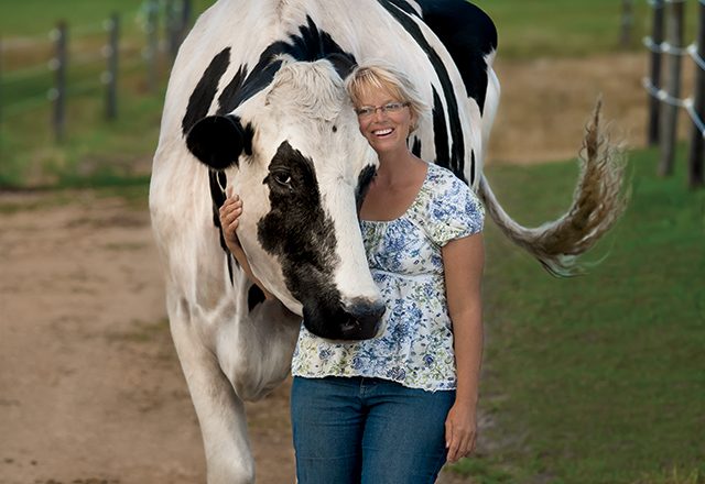tallest cow in the world