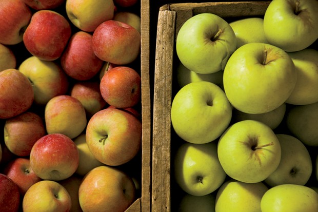 Illinois apple orchard
