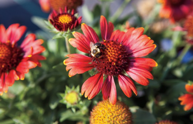 The Birds and the Bees: Pollinators Benefit Home Gardens