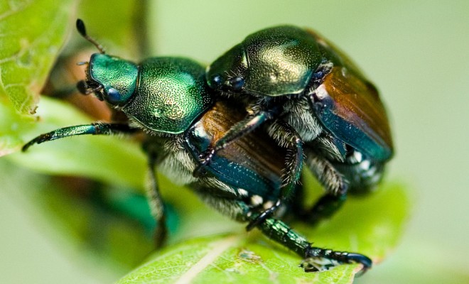 The Beetle Battle