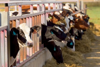 Mackinson Dairy Farm