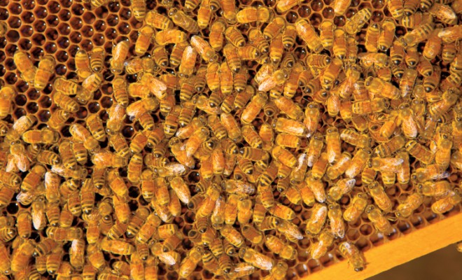 Farm Focus: Honey