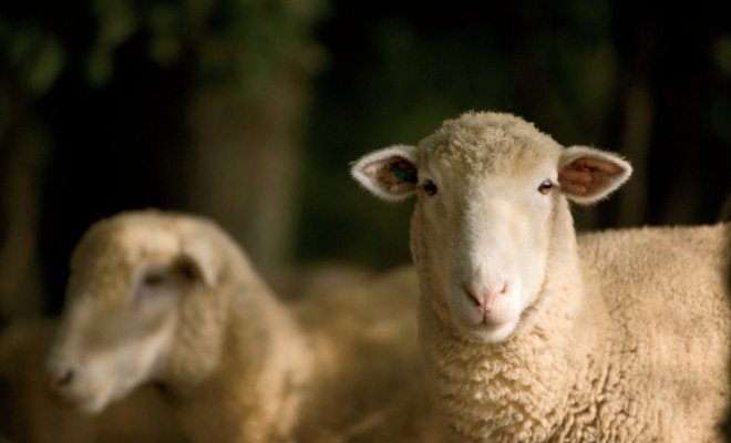 Farm Focus: Sheep