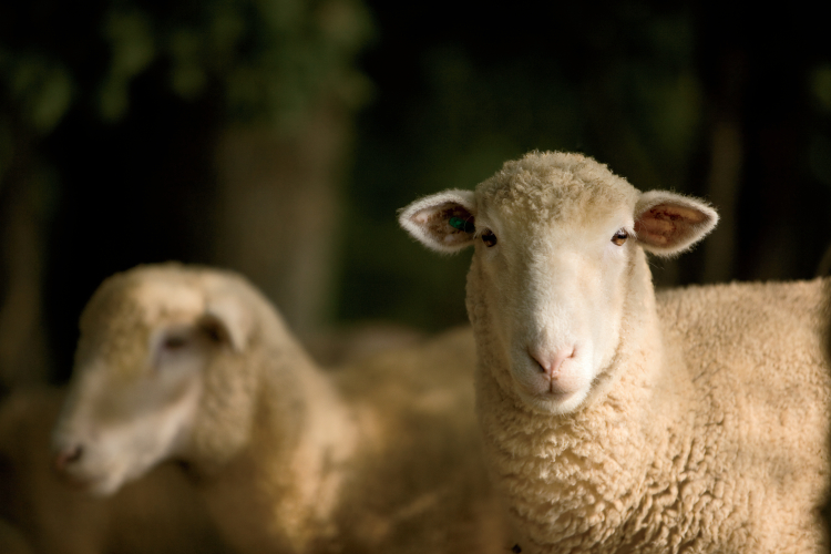Farm Facts: Sheep