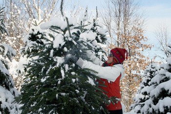 Oney's Tree Farm in Woodstock